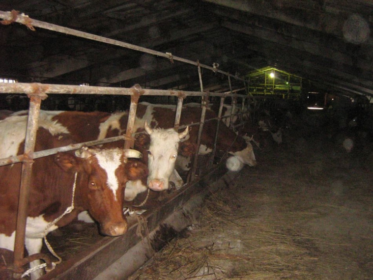 До 31 декабря необходимо подать уведомления «О побочных продуктах животноводства». До 31 декабря необходимо подать уведомления «О побочных продуктах животноводства».